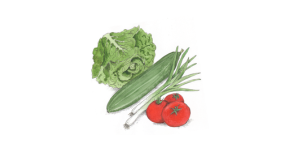 A colourful drawing of a lettuce, cucumber, spring onion and tomatoes
