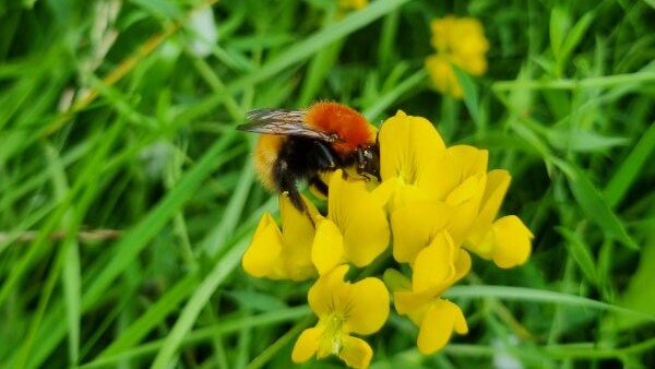 Shetland bumblebee feeding on yellow meadow vetchling among grass